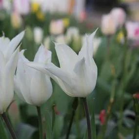 White Triumphator Tulip (Tulipa White Triumphator) Img 4
